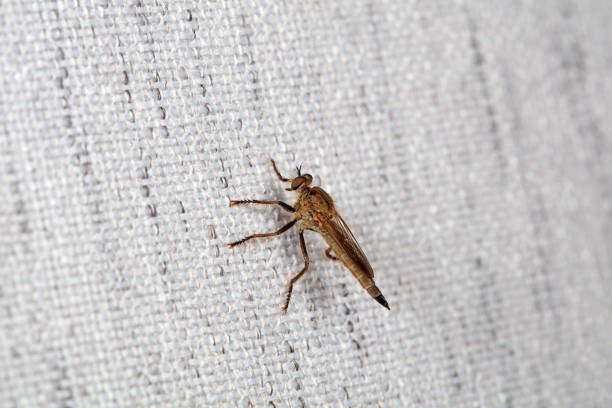 Insectivorous Gadfly in the wild, North China