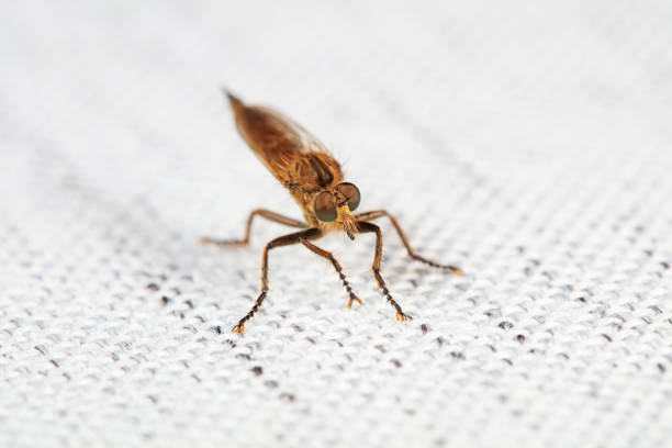 Insectivorous Gadfly in the wild, North China
