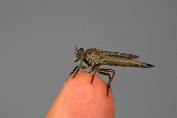 istock Insectivorous Gadfly in the wild, North China 1984222029