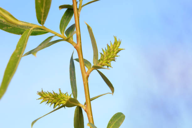 Willow buds in the sky background, North China