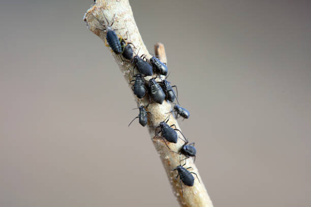 istock Aphids in the wild, North China 1984245958