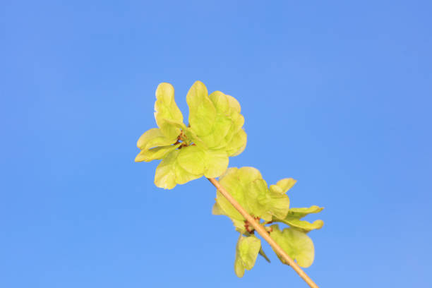 Elm leaves in the blue sky background, North China