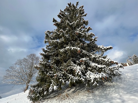 Christmas tree in its natural winter environment and covered with icy snowflakes in the Swiss Alps, Amden - Canton of St. Gallen, Switzerland (Schweiz)