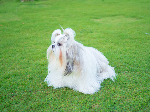 Furry white shih tzu dog on grass outdoor.