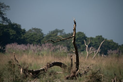 A bird perched on a dead tree branch in the field.