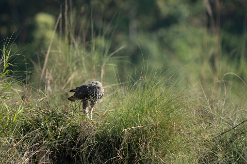 A hawk amidst lush vegetation in a grassy field.