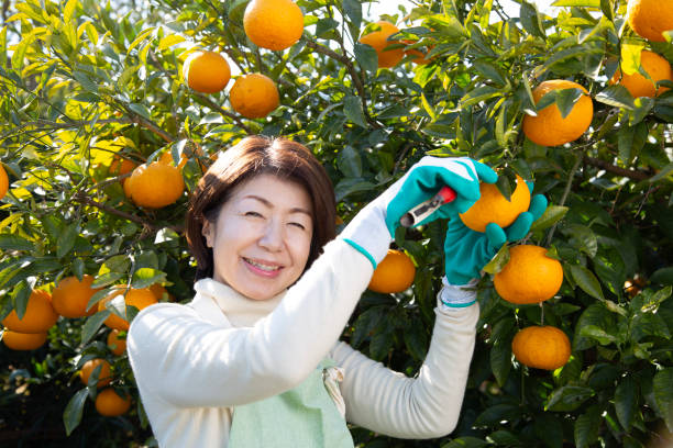 Japanese woman harvesting mandarin oranges,
​ stock photo