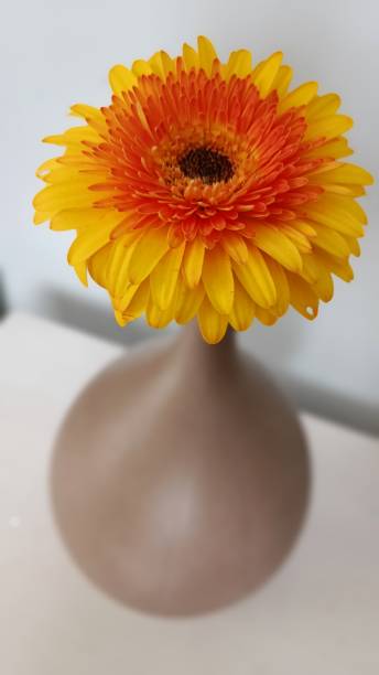 Single flower in a seramic vase A close-up shot of a single yellow & orange colored flower in a brown seramic vase. The shot is taken from a higher angle and the vase is sitting on a white surface in front of a wall. The stem of the flower is not visible. seramic stock pictures, royalty-free photos & images