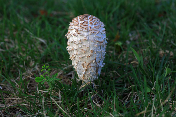 Wild mushrooms in the grass, North China