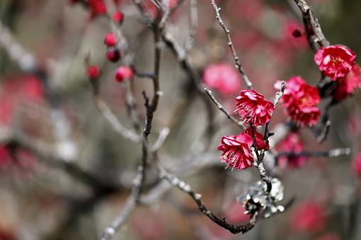 Plum blossoms in the plum garden after the rain and snow have stopped