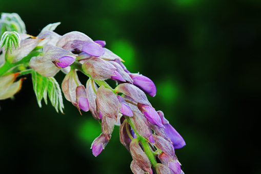 Close-up of beautiful blue lupines in a field in Denmark. Selective focus - Shallow DOF. (XXXL Canon 5D Mark II)