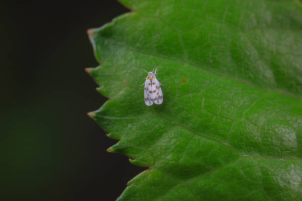 istock Whitefly, a very tiny flying insect, North China 1984375216