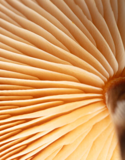 istock Winter honey fungus mushroom as a background. Macro 1984376234