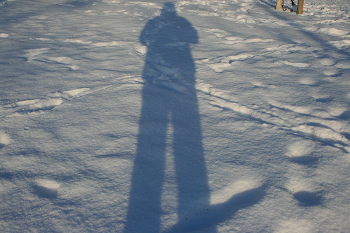 The trees cast shadows over the snow