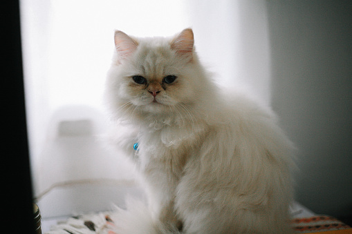 cute white Persian cat