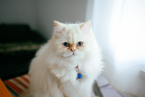 cute white Persian cat