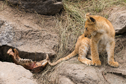 a single lion cub in Maasai Mara NP