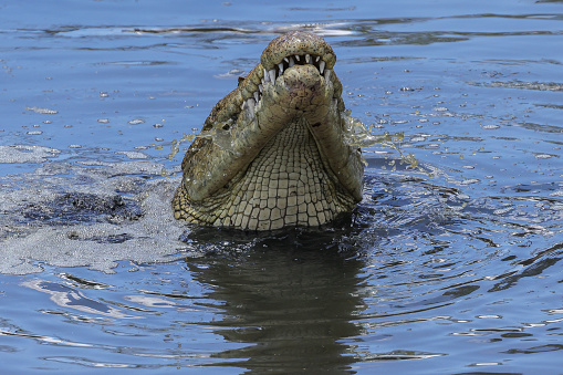 portrait image of a big cocodile eating a piece of meat