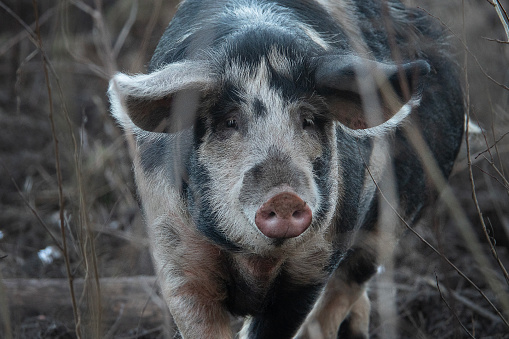 Large female pigs grazing outdoors in a green summer field at an ecological farm in Sweden