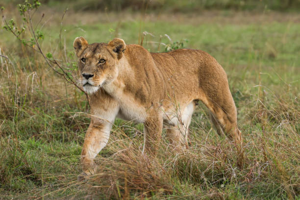 istock a single lioness on patrol at Maasai Mara NP 1984419844