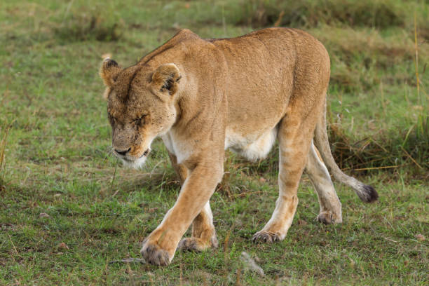 istock a single lioness on patrol at Maasai Mara NP 1984420391