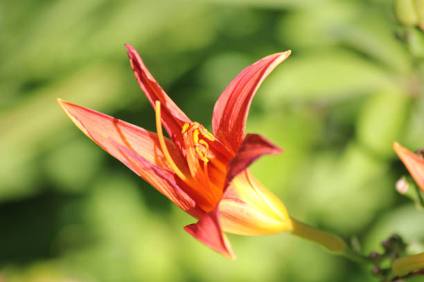 A beautiful Orange day-lily flower