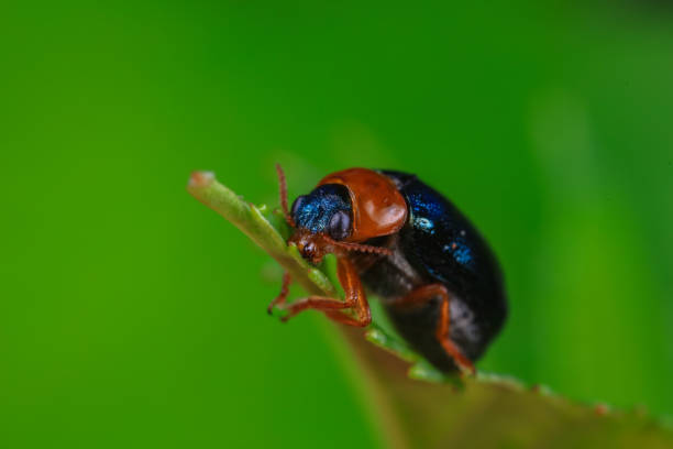 istock Leaf beetle on wild plants, North China 1984433937