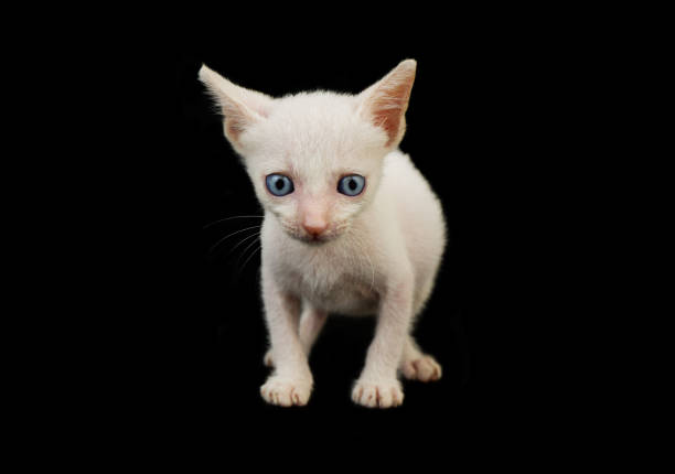 Small adorable white with blue eyes kitten isolated on black background