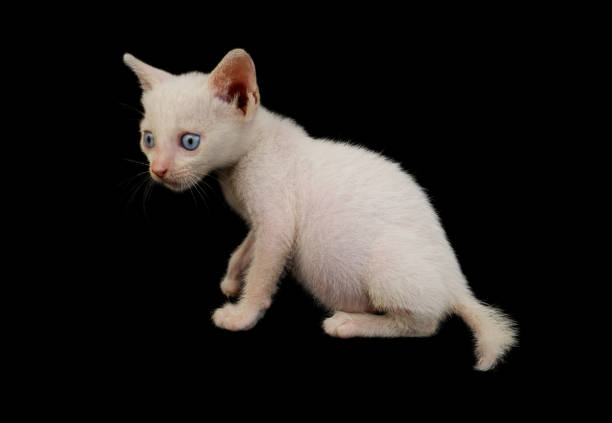Adorable white with blue eyes kitten isolated on black background