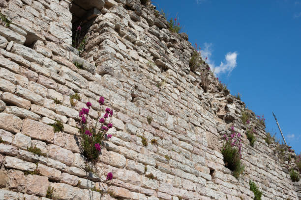 Wildflower and wees growing on old stone wall from low angle with blue sky.