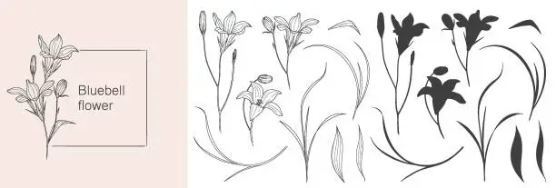 Vector illustration of Websketch of blue bell flower, floral element for design in linear style