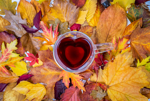 Heart-shaped glass teacup filled with red tea, slightly blurred red-yellow foliage in the background, top view horizontally