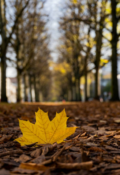istock yellow maple leaf lies on a leafy avenue 1984455721