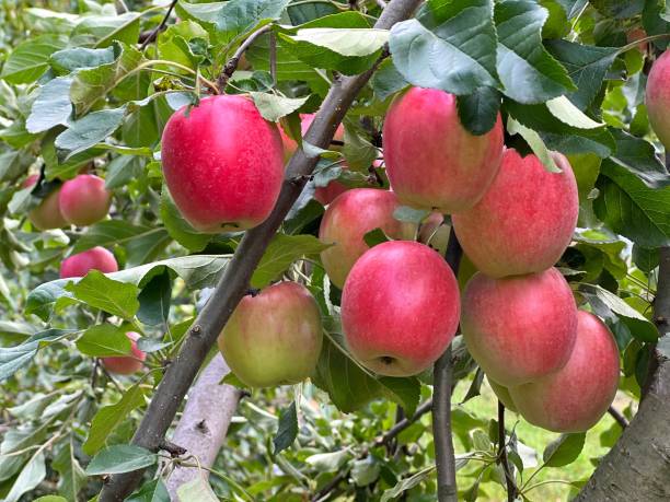 istock Red apples on tree in the orchard. 1984455740