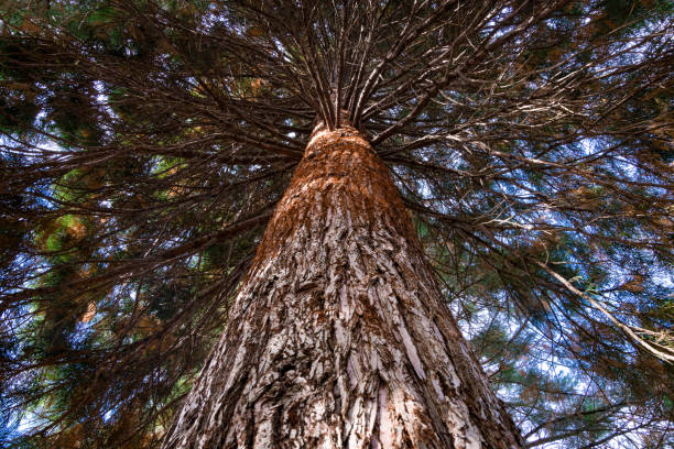 istock View up at the trunk of a sequoia 1984456774