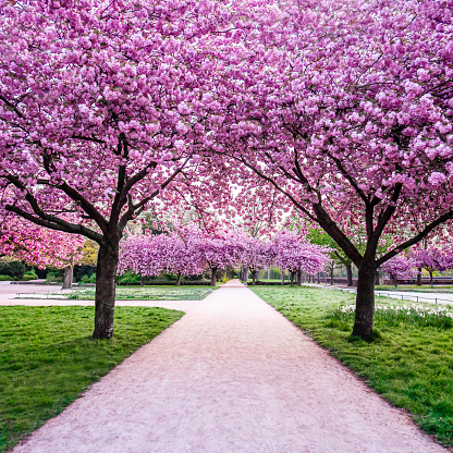 Path in a park surrounded by blooming cherry blossom trees, 1:1