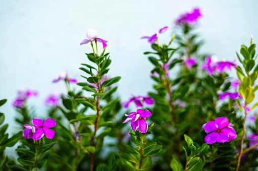 The purple Catharanthus roseus are blooming in the garden. selective focus of pink flowers periwinkle or Catharanthus roseus