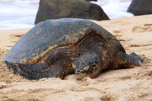 A Hawaii green sea turtle resting on the Laniakea Beach on Oahu island