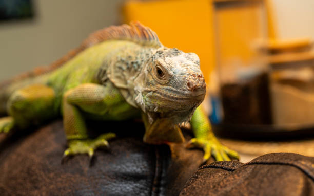 istock green iguana in the room in daylight 1984462556