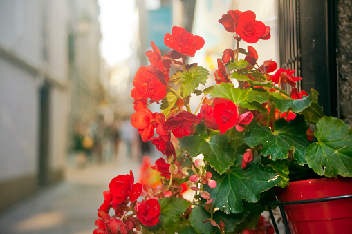 Window decorated with flower pots, old-fashioned street, red geraniums, Santiago de Compostela, A Coruña province, Galicia, Spain.