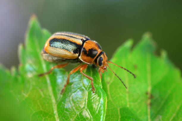 istock Leaf beetle on wild plants, North China 1984467318