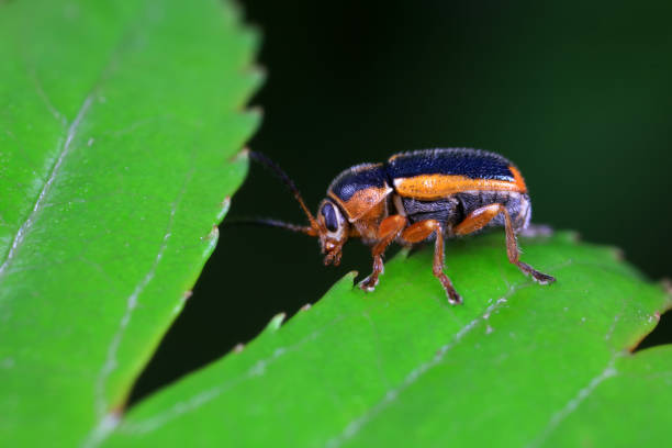 istock Leaf beetle on wild plants, North China 1984470195