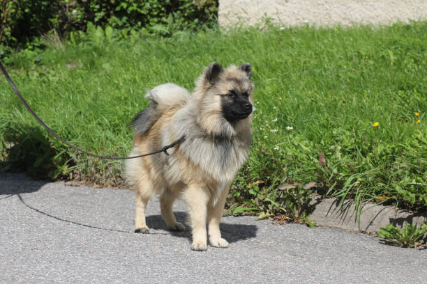A Eurasian dog waiting for someone on a leash