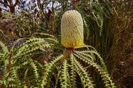 The Showy Banksia is endemic to Western Australia and found in the coastal regions. The yellow flower spikes are impressive.
