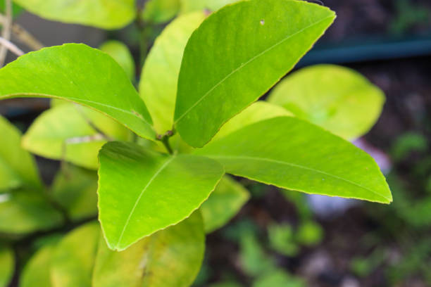 istock green and yellowing foliage on lemon tree 1984480869