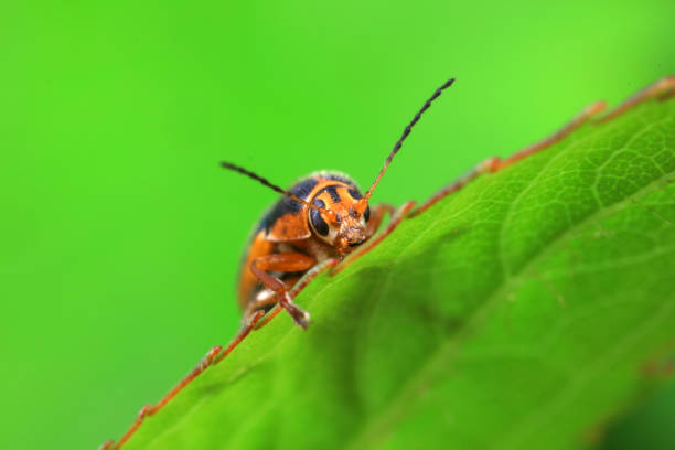istock Leaf beetle on wild plants, North China 1984481906