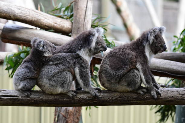 Koala family in a line Koala family in a line in Ballarat wildlife Park Victoria Australia koala walking stock pictures, royalty-free photos & images