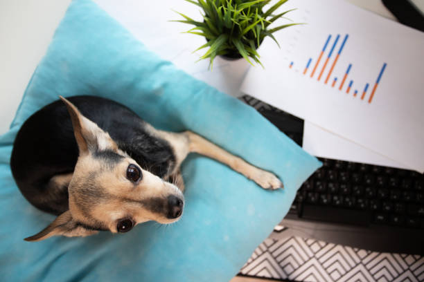 istock Dog at workplace, freelance environment, online job. remote working, home offic 1984502802