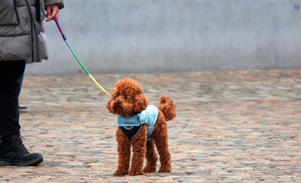 Small brown poodle standing on the street, leashed with dress