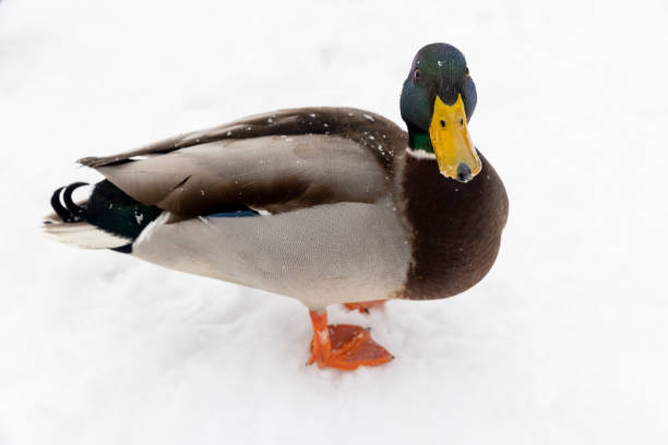 istock wild ducks in the snow in winter 1984506369
